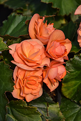 Solenia Apricot Begonia (Begonia x hiemalis 'Solenia Apricot') at Green Haven Garden Centre
