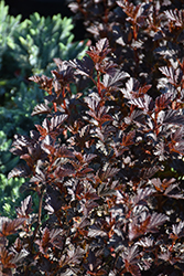 Summer Wine Black Ninebark (Physocarpus opulifolius 'SMNPMS') at Green Haven Garden Centre