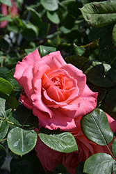 Reminiscent Coral Rose (Rosa 'BOZFRA221') at Green Haven Garden Centre
