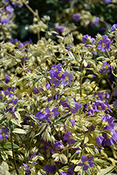 Golden Feathers Jacob's Ladder (Polemonium 'Golden Feathers') at Green Haven Garden Centre