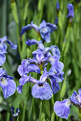 Dwarf Arctic Iris (Iris setosa var. arctica) at Green Haven Garden Centre