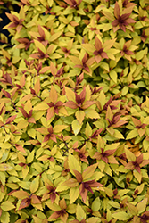 Poprocks Rainbow Fizz Spirea (Spiraea japonica 'Matgold') at Green Haven Garden Centre