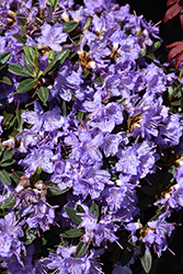 Ramapo Rhododendron (Rhododendron 'Ramapo') at Green Haven Garden Centre