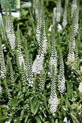 White Wands Speedwell (Veronica 'White Wands') at Green Haven Garden Centre