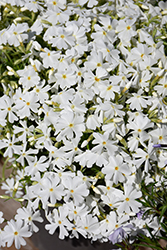 Spring White Moss Phlox (Phlox subulata 'Spring White') at Green Haven Garden Centre