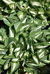 Pandora's Box Hosta (Hosta 'Pandora's Box') at Green Haven Garden Centre