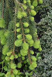 Weeping Norway Spruce (Picea abies 'Pendula') at Green Haven Garden Centre