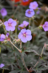 Boom Chocolatta Cranesbill (Geranium pratense 'Boom Chocolatta') at Green Haven Garden Centre