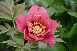 Old Rose Dandy Peony (Paeonia 'Old Rose Dandy') at Green Haven Garden Centre