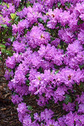 P.J.M. Elite Rhododendron (Rhododendron 'P.J.M. Elite') at Green Haven Garden Centre