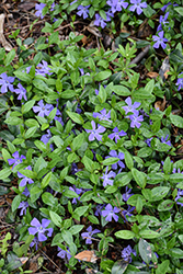 Common Periwinkle (Vinca minor) at Green Haven Garden Centre