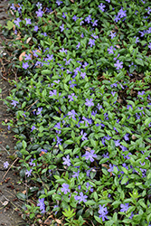 Common Periwinkle (Vinca minor) at Green Haven Garden Centre