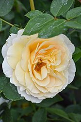 Reminiscent Crema Rose (Rosa 'BOZFRA121') at Green Haven Garden Centre