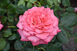 Reminiscent Coral Rose (Rosa 'BOZFRA221') at Green Haven Garden Centre