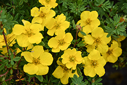 Happy Face Yellow Potentilla (Potentilla fruticosa 'Lundy') at Green Haven Garden Centre
