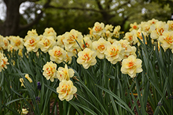 Tahiti Daffodil (Narcissus 'Tahiti') at Green Haven Garden Centre