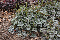 Green Spice Coral Bells (Heuchera 'Green Spice') at Green Haven Garden Centre