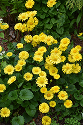 Little Leo Leopard's Bane (Doronicum 'Little Leo') at Green Haven Garden Centre