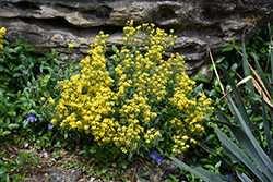Alpine Alyssum (Alyssum wulfenianum) at Green Haven Garden Centre
