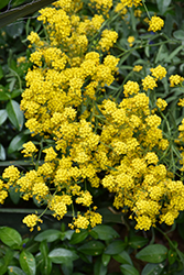 Golden Spring Alpine Alyssum (Alyssum wulfenianum 'Golden Spring') at Green Haven Garden Centre