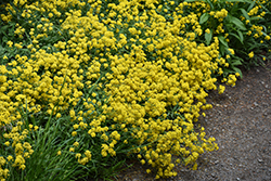 Golden Spring Alpine Alyssum (Alyssum wulfenianum 'Golden Spring') at Green Haven Garden Centre