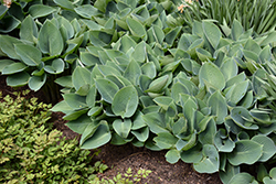 Halcyon Hosta (Hosta 'Halcyon') at Green Haven Garden Centre