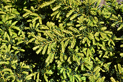 Emerald Spreader Yew (Taxus cuspidata 'Emerald Spreader') at Green Haven Garden Centre