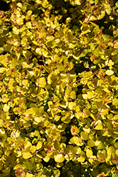 Cesky Gold Dwarf Birch (Betula x plettkei 'Golden Treasure') at Green Haven Garden Centre