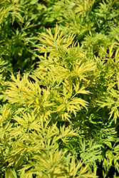 Golden Tower Elder (Sambucus nigra 'Jdeboer001') at Green Haven Garden Centre