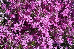Spring Dark Pink Moss Phlox (Phlox subulata 'Spring Dark Pink') at Green Haven Garden Centre