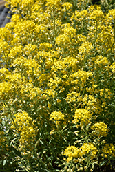 Golden Spring Alpine Alyssum (Alyssum wulfenianum 'Golden Spring') at Green Haven Garden Centre