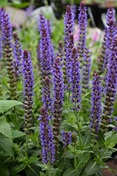Violet Riot Sage (Salvia nemorosa 'Violet Riot') at Green Haven Garden Centre