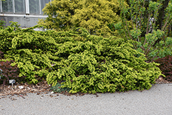 Emerald Spreader Yew (Taxus cuspidata 'Emerald Spreader') at Green Haven Garden Centre