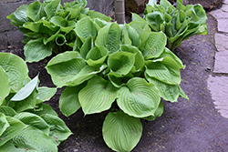 Sum and Substance Hosta (Hosta 'Sum and Substance') at Green Haven Garden Centre