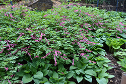 Common Bleeding Heart (Dicentra spectabilis) at Green Haven Garden Centre