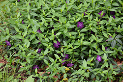 Wine Periwinkle (Vinca minor 'Atropurpurea') at Green Haven Garden Centre
