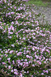 Purple Broom (Cytisus purpureus) at Green Haven Garden Centre