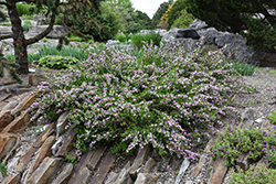 Purple Broom (Cytisus purpureus) at Green Haven Garden Centre