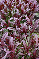 Onyx and Pearls Beard Tongue (Penstemon 'Onyx and Pearls') at Green Haven Garden Centre