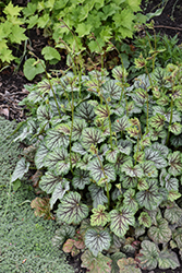 Green Spice Coral Bells (Heuchera 'Green Spice') at Green Haven Garden Centre