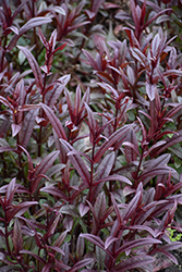 Blackbeard Beard Tongue (Penstemon 'Blackbeard') at Green Haven Garden Centre
