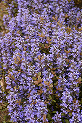 Chocolate Chip Bugleweed (Ajuga reptans 'Chocolate Chip') at Green Haven Garden Centre