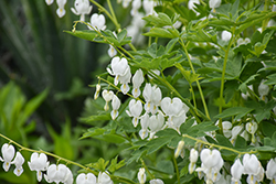 White Bleeding Heart (Dicentra spectabilis 'Alba') at Green Haven Garden Centre