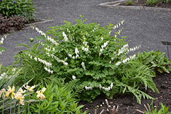 White Bleeding Heart (Dicentra spectabilis 'Alba') at Green Haven Garden Centre