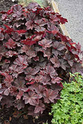 Palace Purple Coral Bells (Heuchera micrantha 'Palace Purple') at Green Haven Garden Centre
