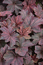 Palace Purple Coral Bells (Heuchera micrantha 'Palace Purple') at Green Haven Garden Centre