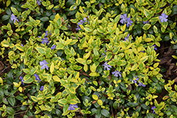 Illumination Periwinkle (Vinca minor 'Illumination') at Green Haven Garden Centre