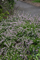 Purple Broom (Cytisus purpureus) at Green Haven Garden Centre