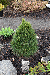 Green Penguin Scotch Pine (Pinus sylvestris 'Green Penguin') at Green Haven Garden Centre
