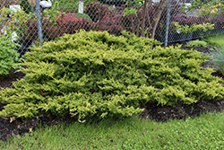 Gold Coast Juniper (Juniperus x media 'Gold Coast') at Green Haven Garden Centre